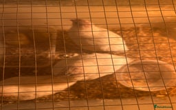 Mixed Breed birds for sale: Quail  - Image 2