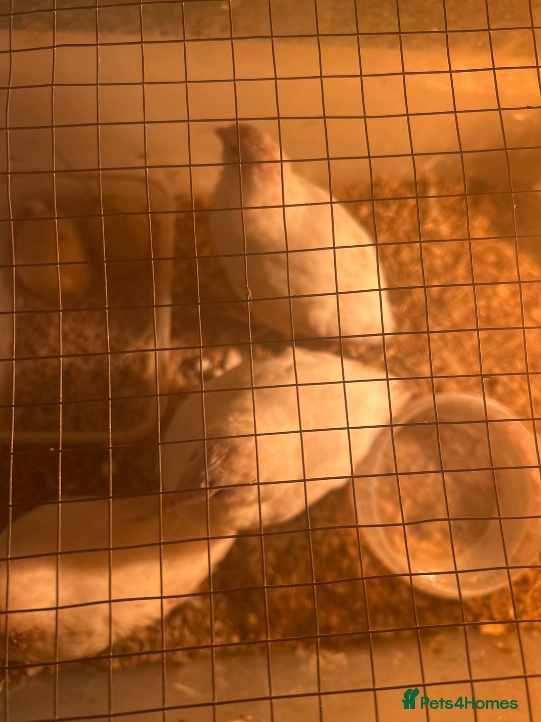 Mixed Breed birds for sale: Quail  - Image 2