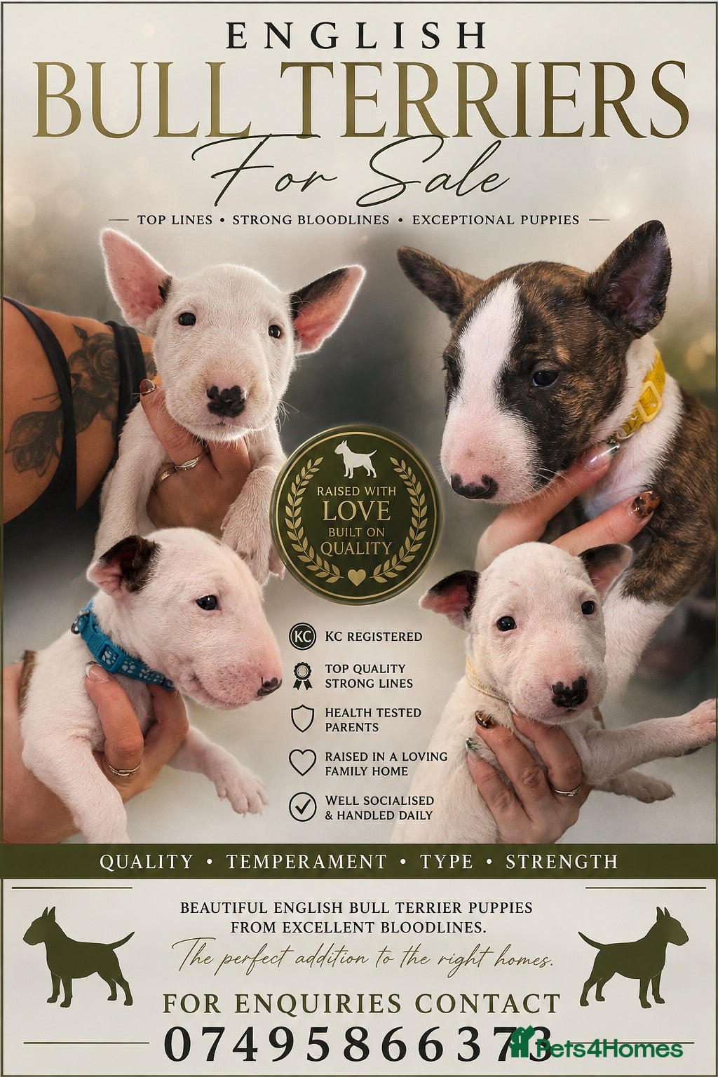 English Bull Terrier dogs Stunning English Bull Terrier pups. - Advert 18