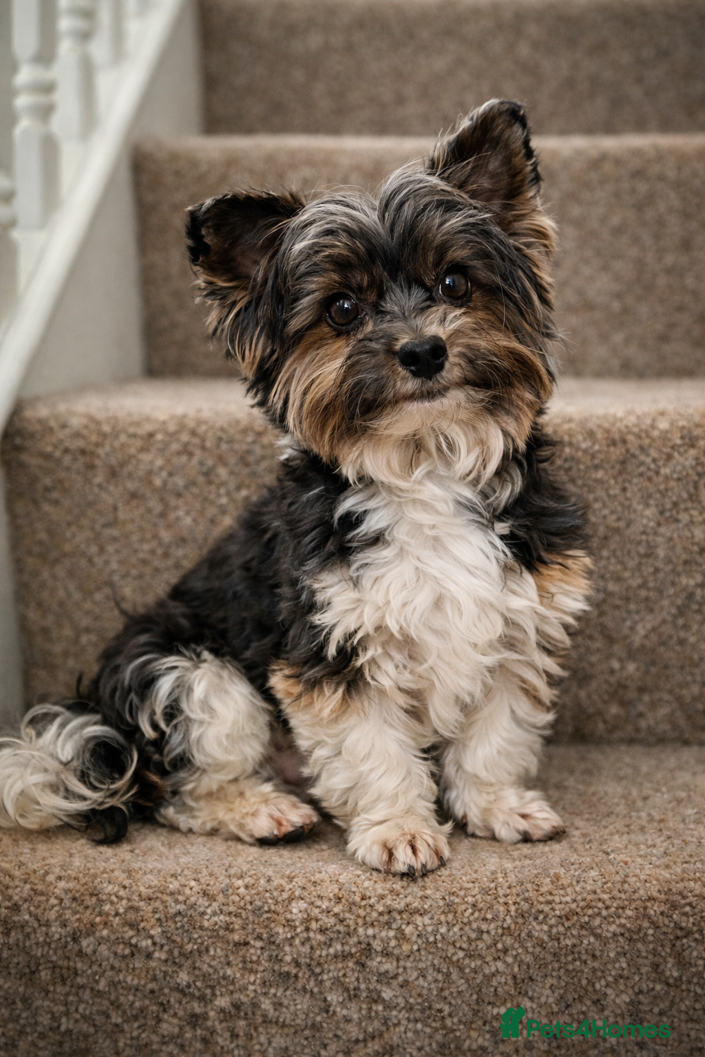 Yorkshire Terrier dogs Purebred BiewerTerrier/ColourfulYorkie Proven Stud - Advert 2