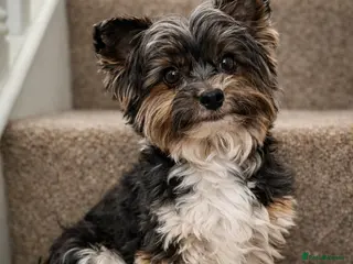 Yorkshire Terrier dogs Purebred BiewerTerrier/ColourfulYorkie Proven Stud - Advert 2