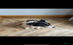 Jack Russell dogs for sale: Russle - Image 4