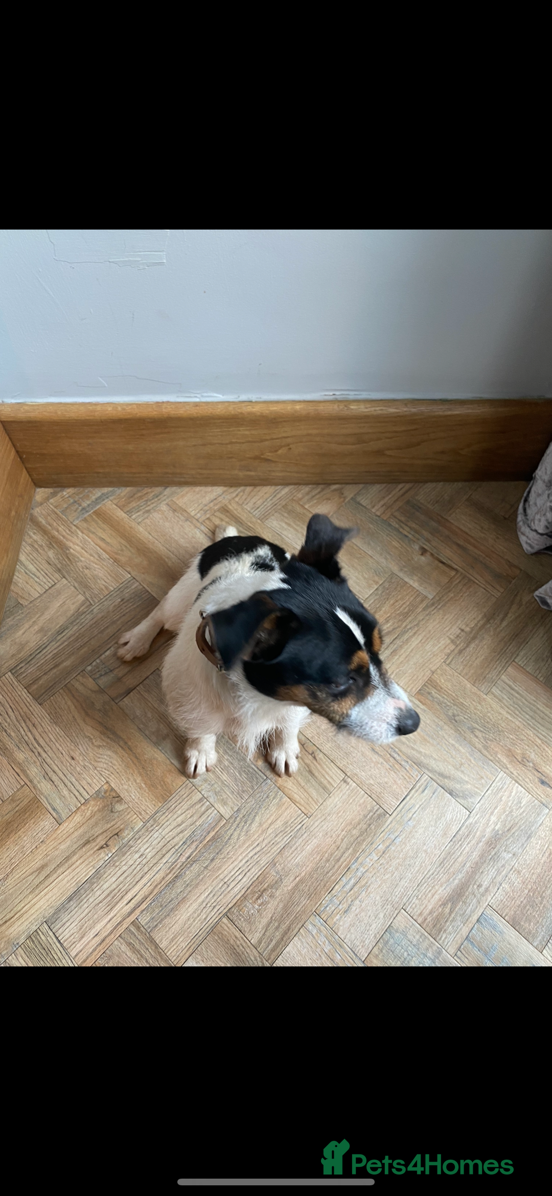 Jack Russell dogs for sale: Russle - Image 4
