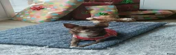 Chihuahua dogs for sale: Beautiful 3year old male KC registered chihuahua  - Advert 4