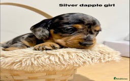 Miniature Dachshund dogs for sale: KC miniature dachshund pups - Advert 3