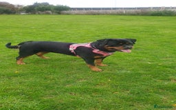 Rottweiler dogs for sale: 16 month old rottweiler female to rehome  - Image 1