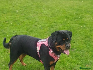 Rottweiler dogs - Advert 2