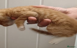 Mixed Breed cats for sale: 5 kittens  - Image 2