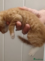 Mixed Breed cats - Advert 11