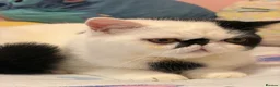 Exotic cats for sale: Black and white exotic boy - Advert 4