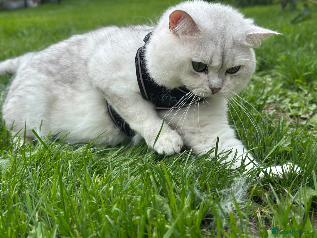 British Shorthair cats for stud: GCCF BSH (NS12) for stud  in Ipswich - Advert 2