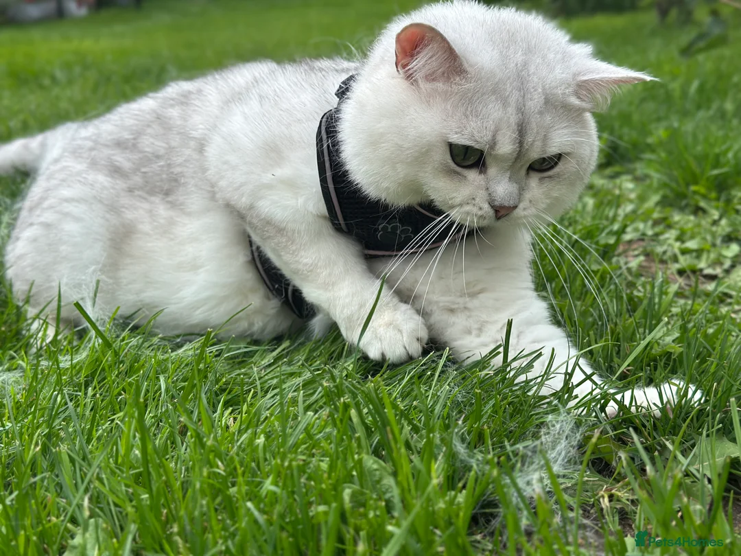 British Shorthair cats for stud: GCCF BSH (NS12) for stud  in Ipswich - Advert 3