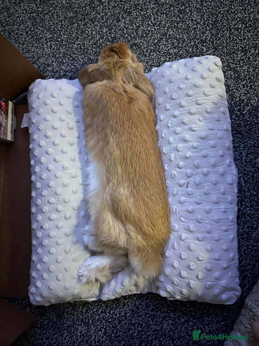 Mini Lop rabbits for sale: Adorable 7 month old Boy Mini Lop  - Advert 5