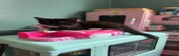 Domestic Shorthair cats for sale: Two little black and white girls - Advert 9
