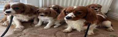 Cavalier King Charles Spaniel Puppy 3