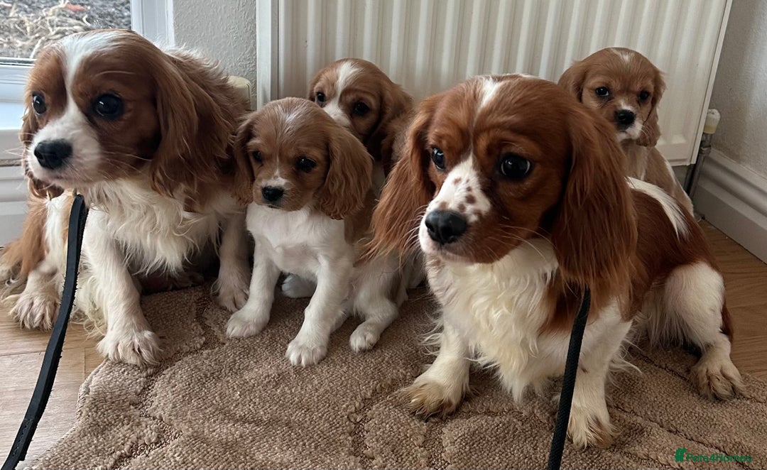 Cavalier King Charles Spaniel dogs for sale: Cavalier King Charles puppies Blenheim ready now  - Advert 4