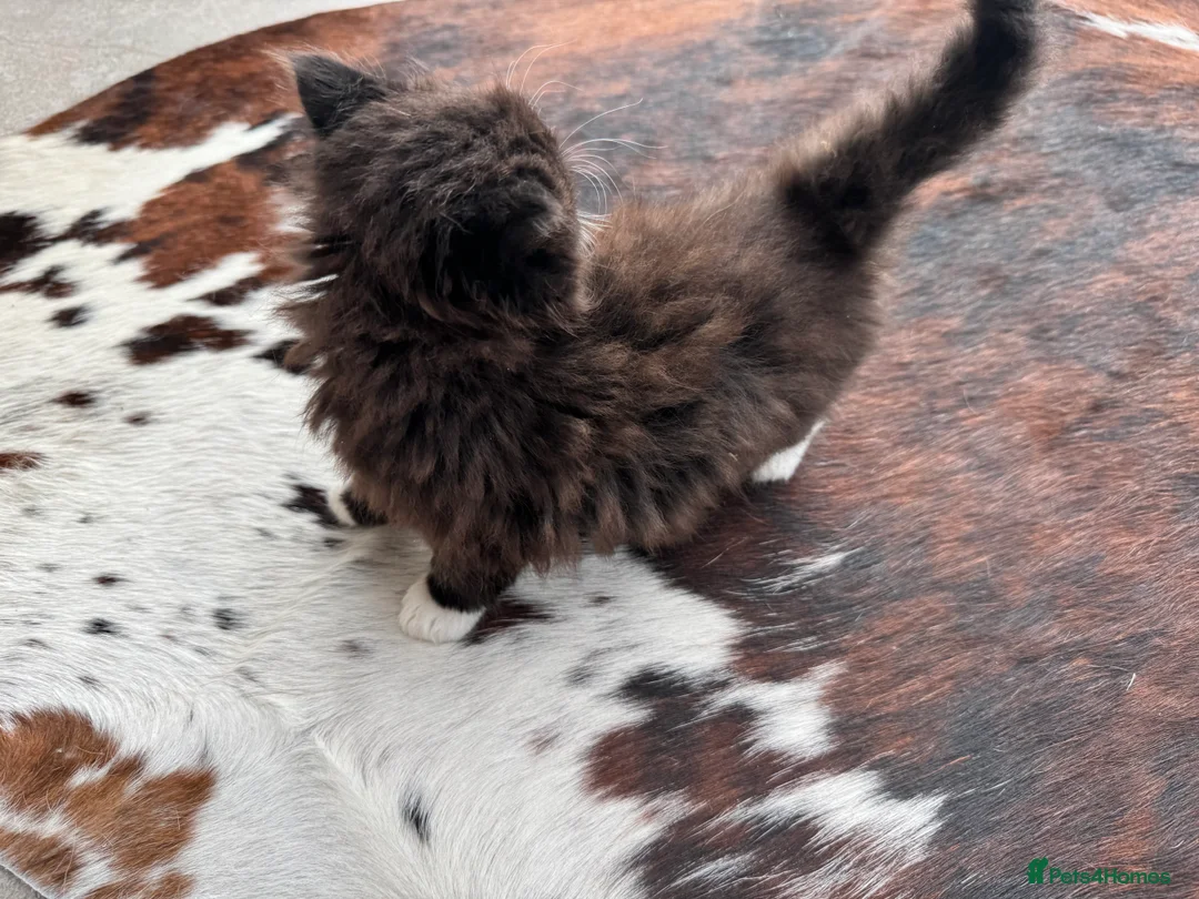 Mixed Breed cats for sale: Beautiful kittens for sale - Advert 10