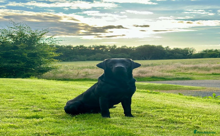 Labrador Retriever dogs Big Bold Lab Pups - Health Tested Parents  - Advert 11