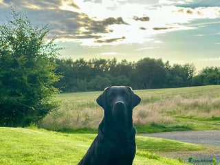 Labrador Retriever dogs Big Bold Lab Pups - Health Tested Parents - Advert 8