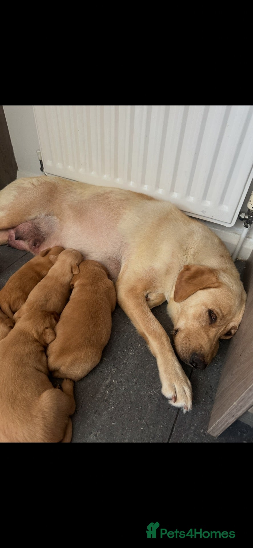 Labrador Retriever dogs Yellow Labradors  - Advert 5