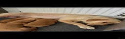 Labrador Retriever dogs for sale: Yellow Labradors  - Advert 1