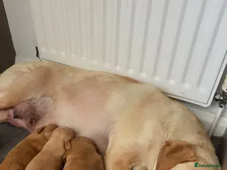 Labrador Retriever dogs Yellow Labradors - Advert 2