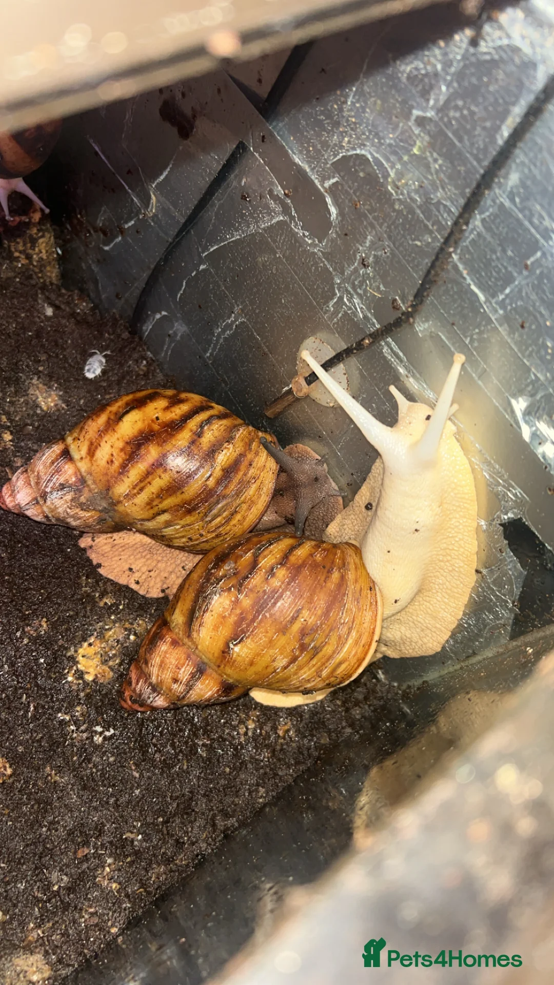 Snails invertebrates for sale: Giant African land snails (ovum’s) - Advert 1