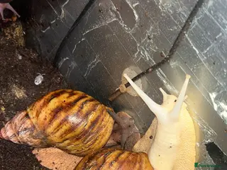 Snails invertebrates Giant African land snails (ovum’s) - Advert 2