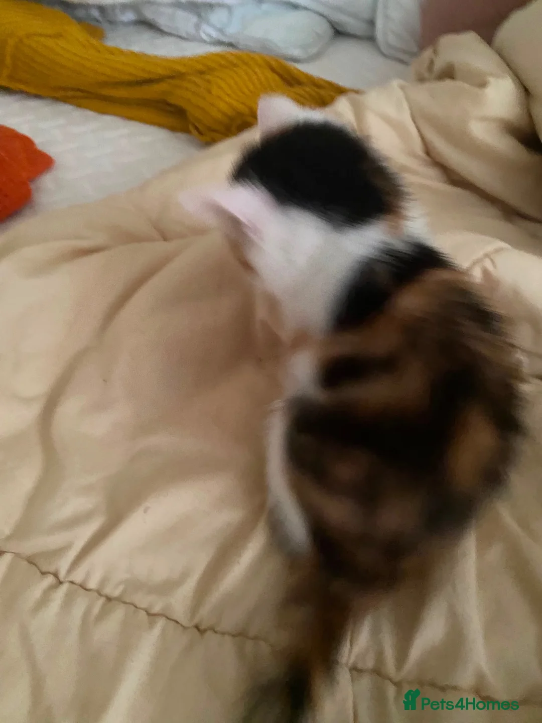 Mixed Breed cats for sale: Kitten in Manchester - Advert 5