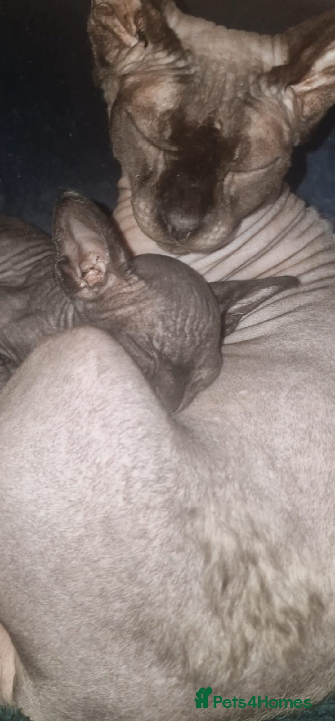 Sphynx cats for sale: Gorgeous Canadian sphynx kittens  - Advert 4