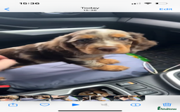 Cocker Spaniel dogs for sale: Cocker Spaniel Puppy’s (🍫Merle)  - Image 6