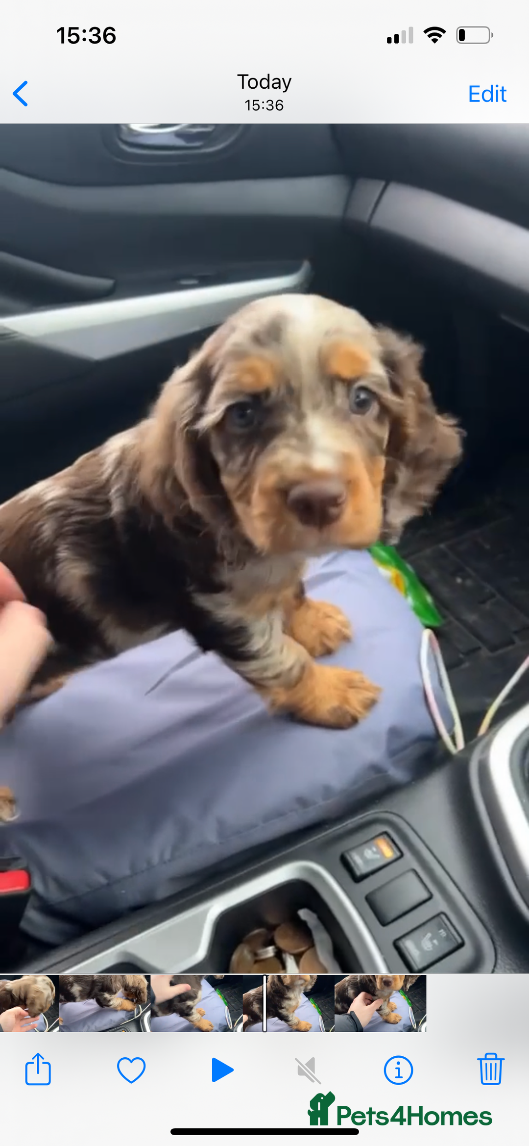 Cocker Spaniel dogs for sale: Cocker Spaniel Puppy’s (🍫Merle)  - Image 6