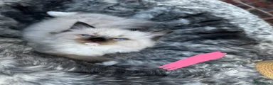 Ragdoll 5