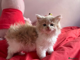 British Shorthair cats - Advert 8