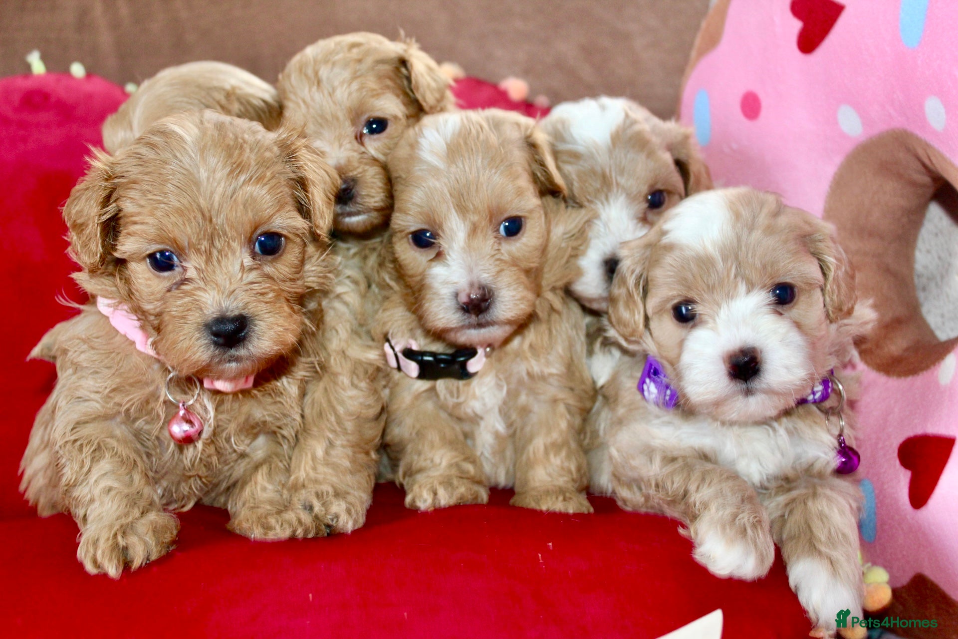 Maltipoo dogs ✨ Tiny Toy F1 Maltipoo pups ready soon ✨  - Advert 1