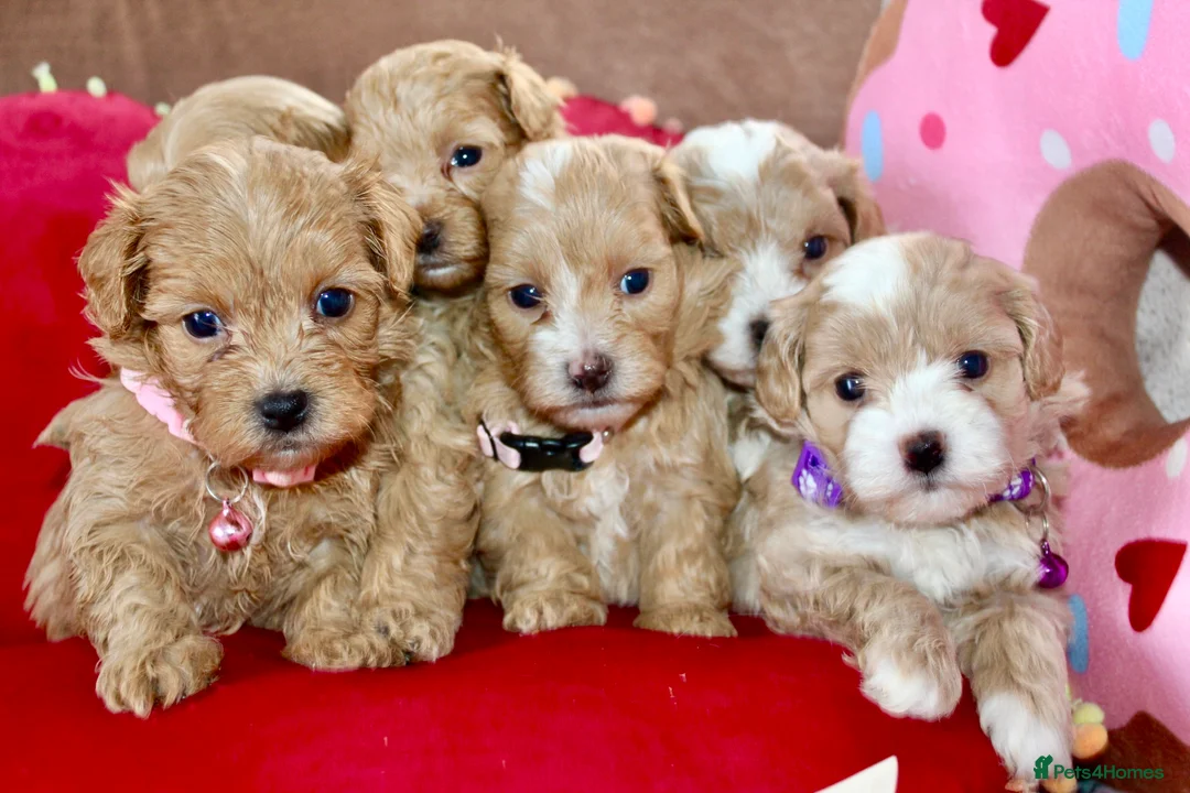 Maltipoo dogs for sale: ✨ Tiny Toy F1 Maltipoo pups ready soon ✨  - Advert 2