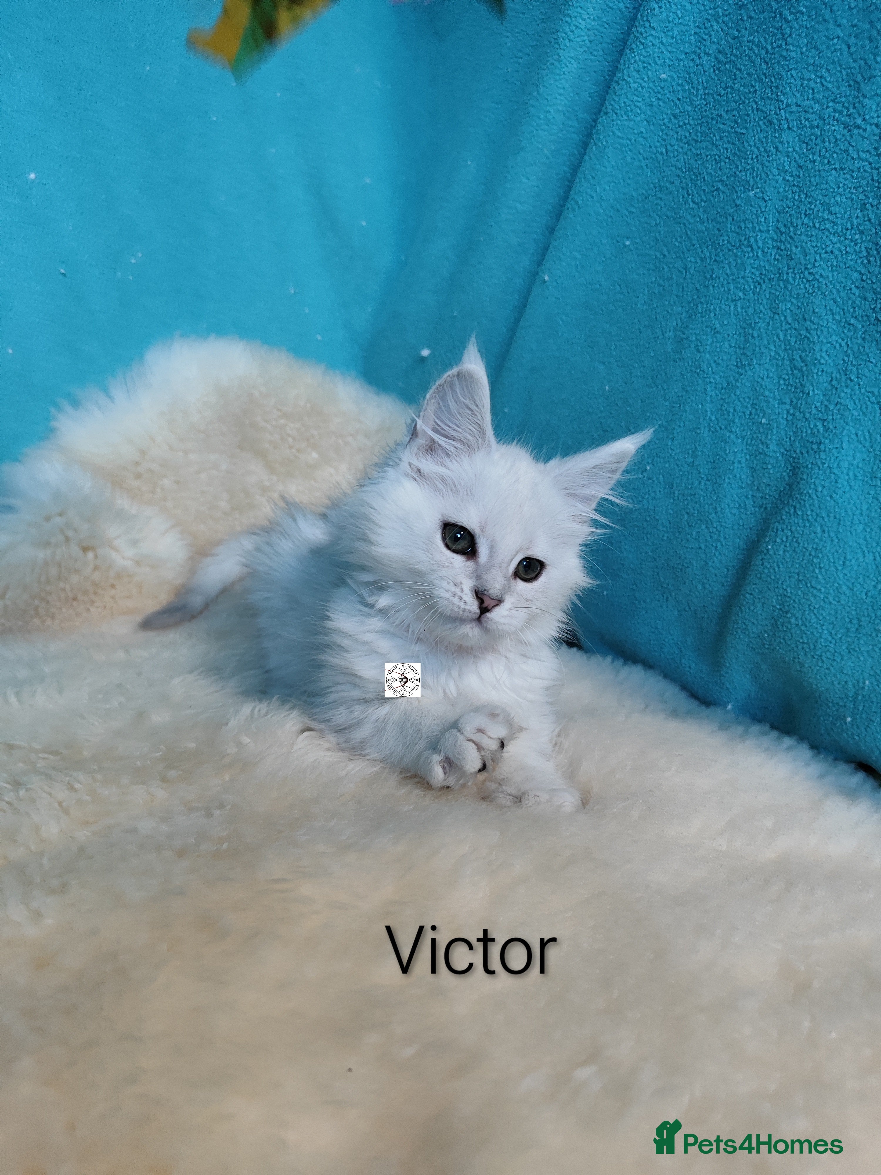 Maine Coon cats One boy and one girl left ‼️ - Advert 6