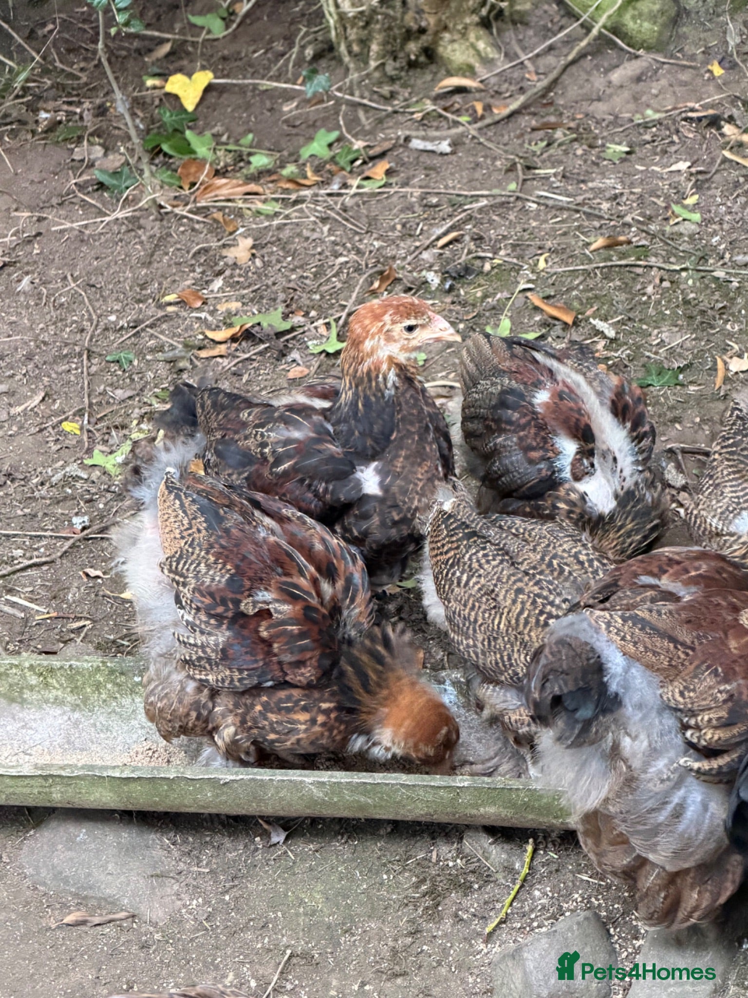 Chickens poultry Gold Partridge Brahma Chicks - Advert 2