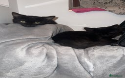 Mixed Breed cats for sale: 2 Beautiful Bonded Kittens - Image 2