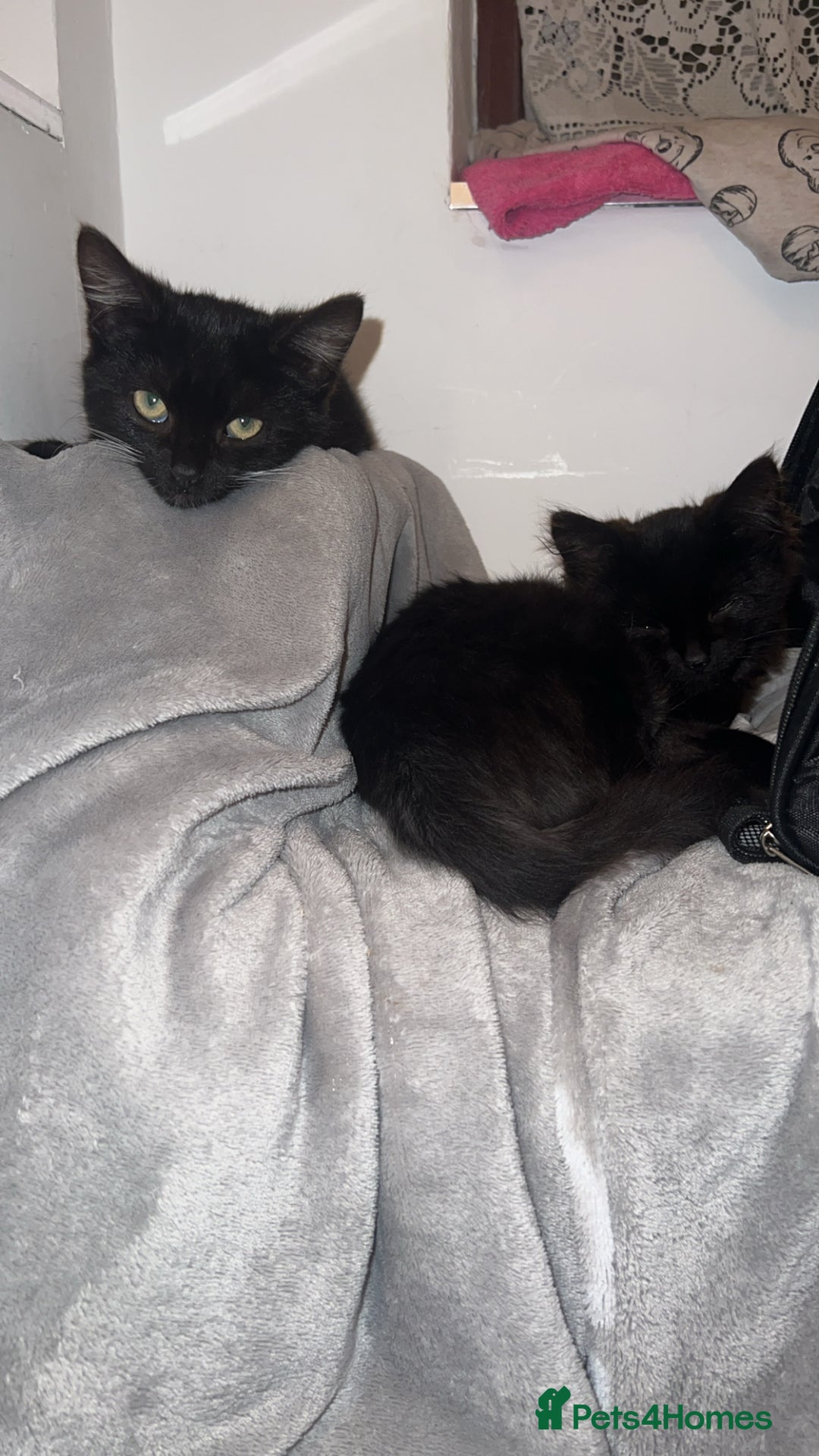 Mixed Breed cats for sale: 2 Beautiful Bonded Kittens - Image 2