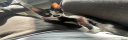 Mixed Breed cats for sale: 1 female cat for sale  - Advert 4