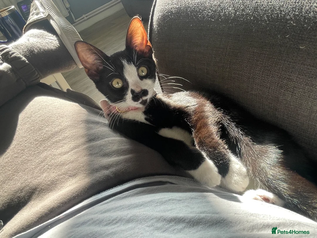 Mixed Breed cats for sale: 1 female cat for sale  - Advert 4
