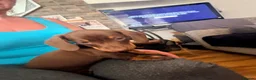 Miniature Dachshund dogs for sale: Smooth haired miniature Daschund babies in Liverpool - Advert 16