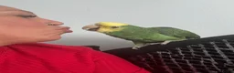 Parrots birds for sale: Magna Double yellow headed Amazon  in Wisbech - Advert 6