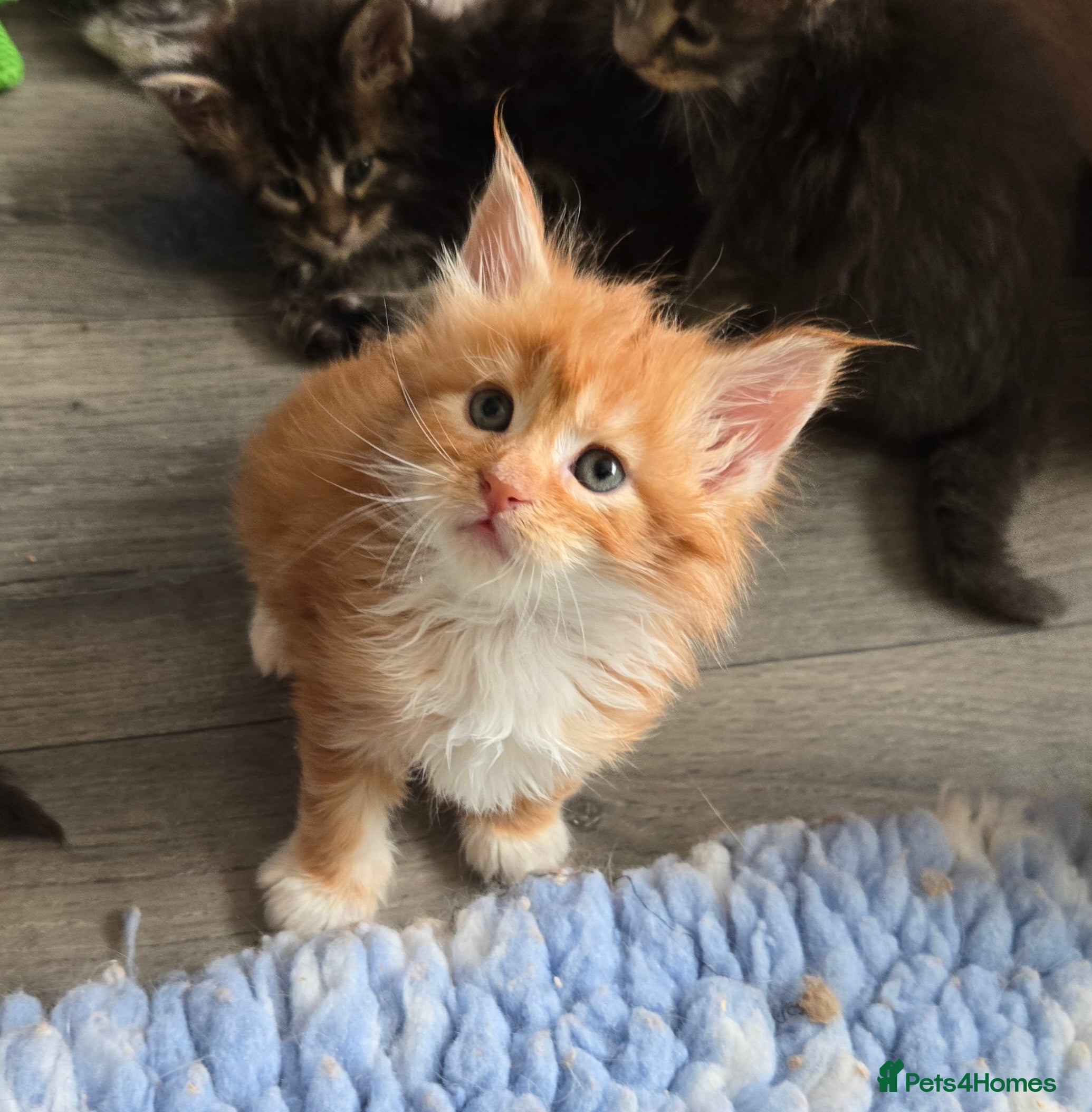 Maine Coon cats Stunning TICA Maine Coon kittens - Advert 1