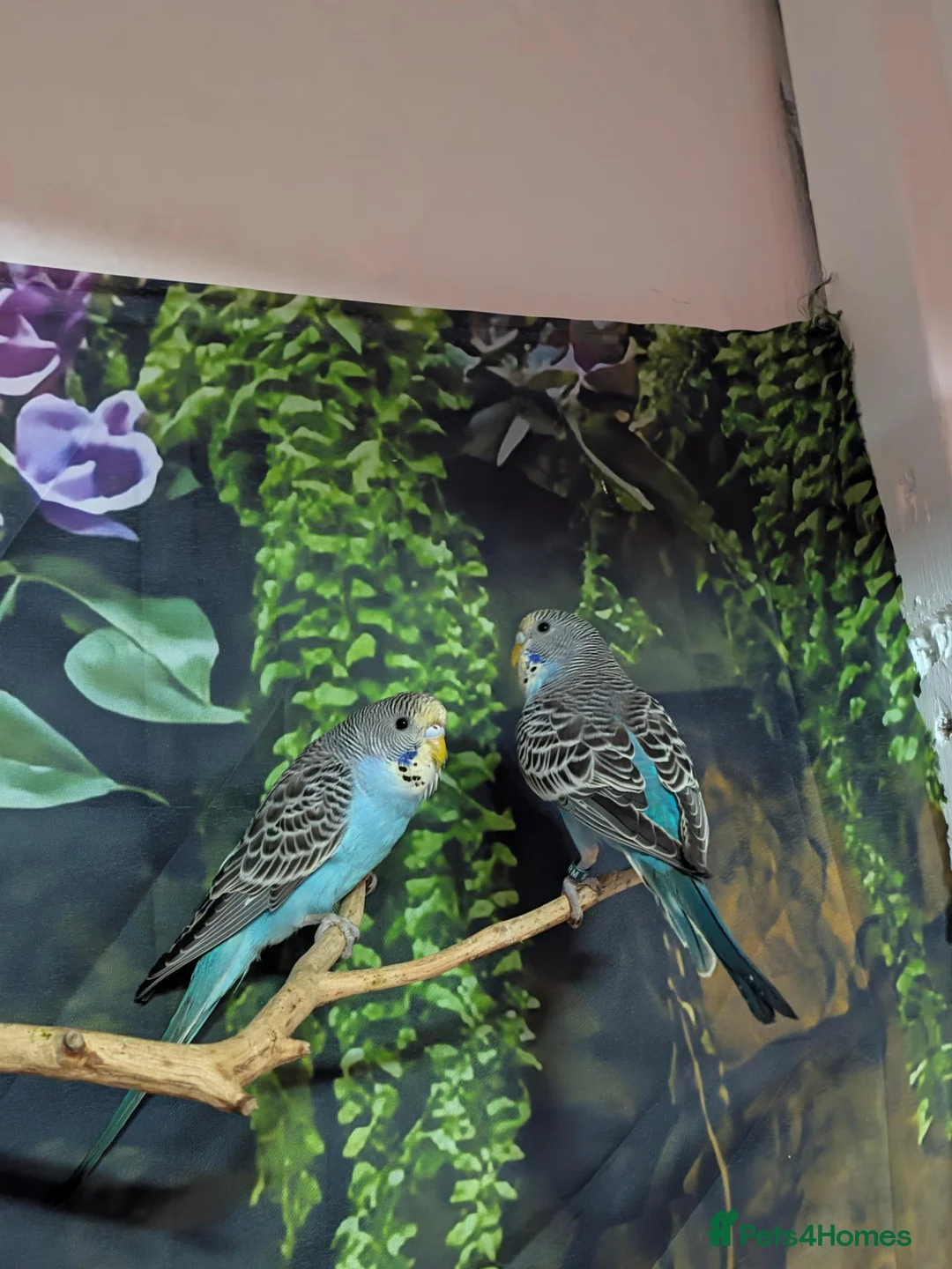 Budgerigars birds for sale: Looking forever home  in Accrington - Advert 1