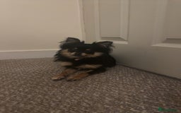 Pomeranian dogs for sale: pomeranian girl - Image 5