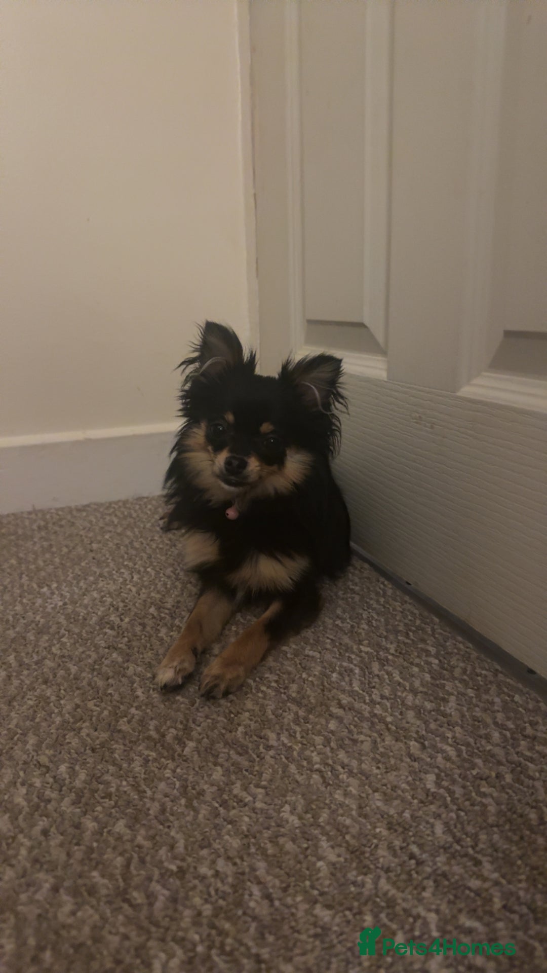 Pomeranian dogs for sale: pomeranian girl - Image 5