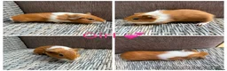 Guinea Pig rodents for sale: Male & Female piggies looking for new laps - Advert 22