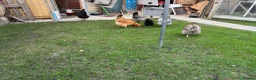 Chickens poultry for sale: Laying hen flock of 6 in Crawley - Advert 2